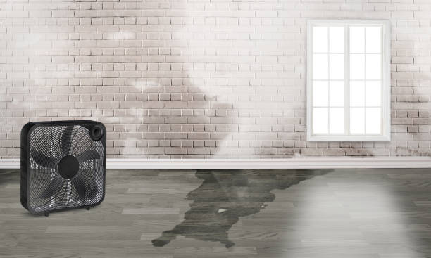 Best Water damage restoration near me  in Sandusky, MI
